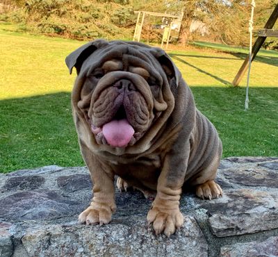 Exotic english bulldog sales for sale