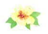 Yellow Gardenia. Original watercolor 10 x 7 inches. Original $30.00.12 x 18 poster $18.00