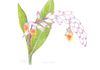 Shell Ginger. original watercolor 10 x 7 inches. Orignal $30.00. 12 x 18 inch poster $18.00