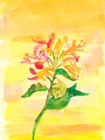 Watercolor painting of a vibrant honeysuckle flower with green leaves on a yellow background.