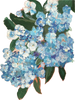 A bouquet of delicate blue and white flowers with green leaves.