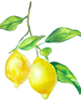 Two ripe lemons hanging from a leafy branch.