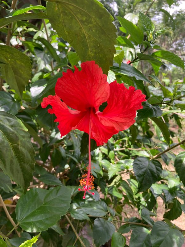 Bright red hibiscus flower blooming amidst green leaves.