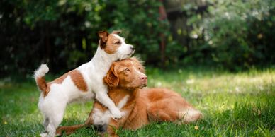 perros jugando
