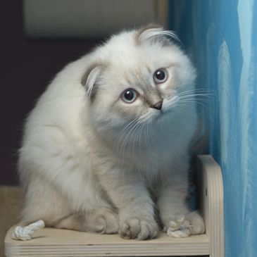 Fluffy cat with blue eyes looking at the camera.