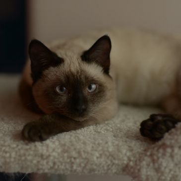 A Siamese cat lying on a carpeted cat tree.