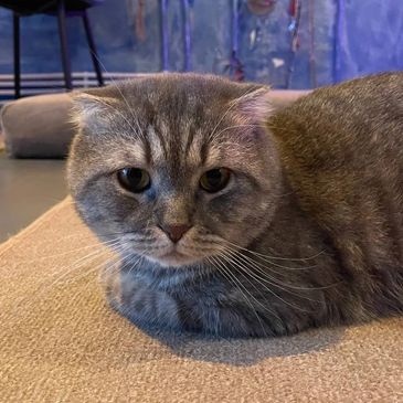 A gray cat resting on a beige carpet indoors.