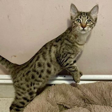 Spotted cat cautiously looking ahead indoors.