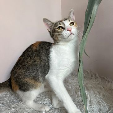 Cat sitting next to a tall plant on a fluffy surface.