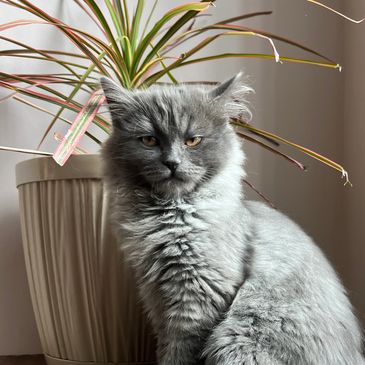 Gray fluffy cat sitting on wooden table near plant.