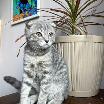 Gray Scottish Fold cat sitting by a plant and cat painting.