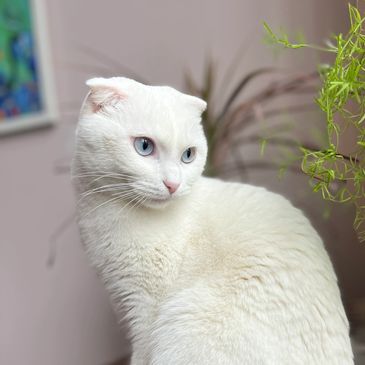 White cat with blue eyes sitting on a wooden surface.