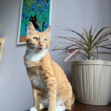 Orange and white cat sitting near a plant and a cat painting.