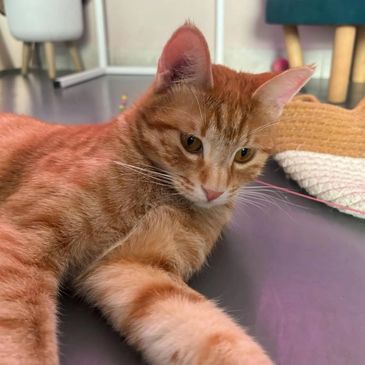 A relaxed ginger cat lying on the floor.