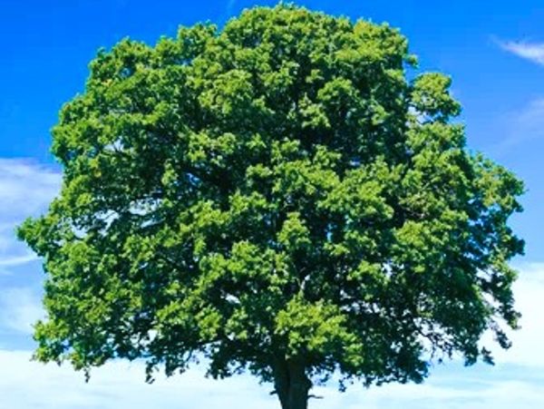 A large, lush green tree against a bright blue sky.