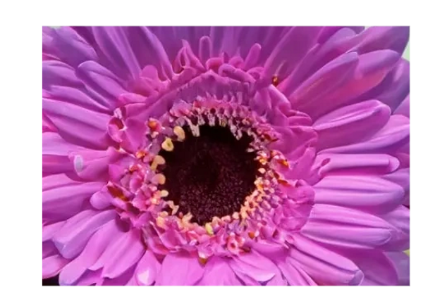 Purple Gerbera