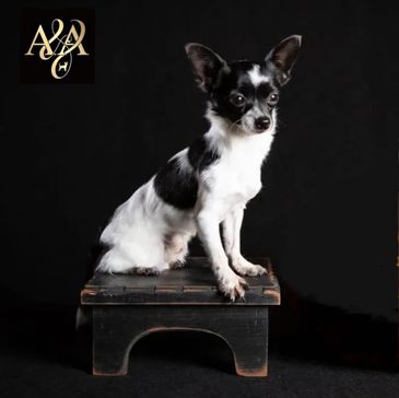 Black and white piebald chihuahua stud