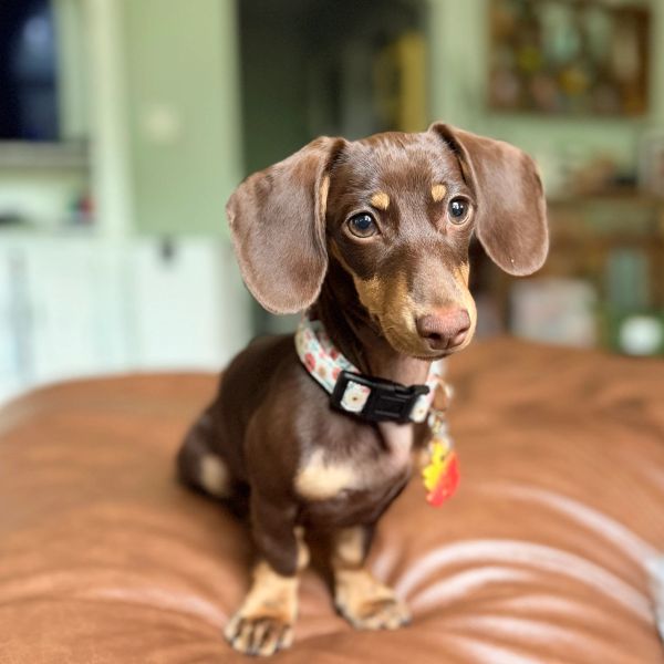 Cute brown dachshund sitting on a brown leather surface indoors.