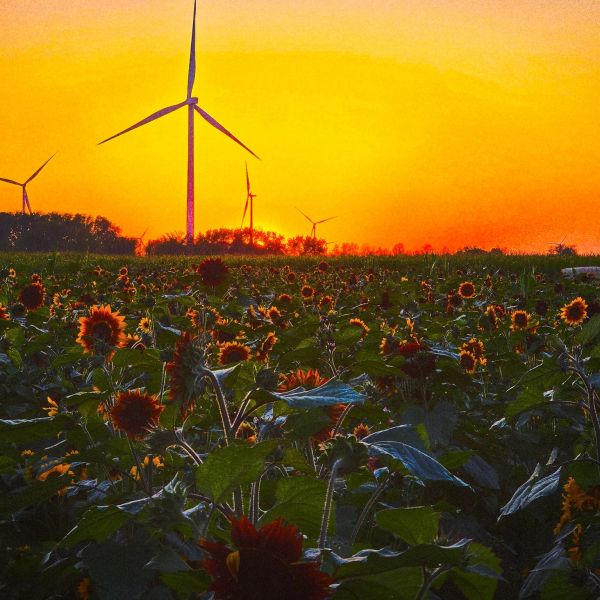 Sunset over sunflower field with wind turbines.