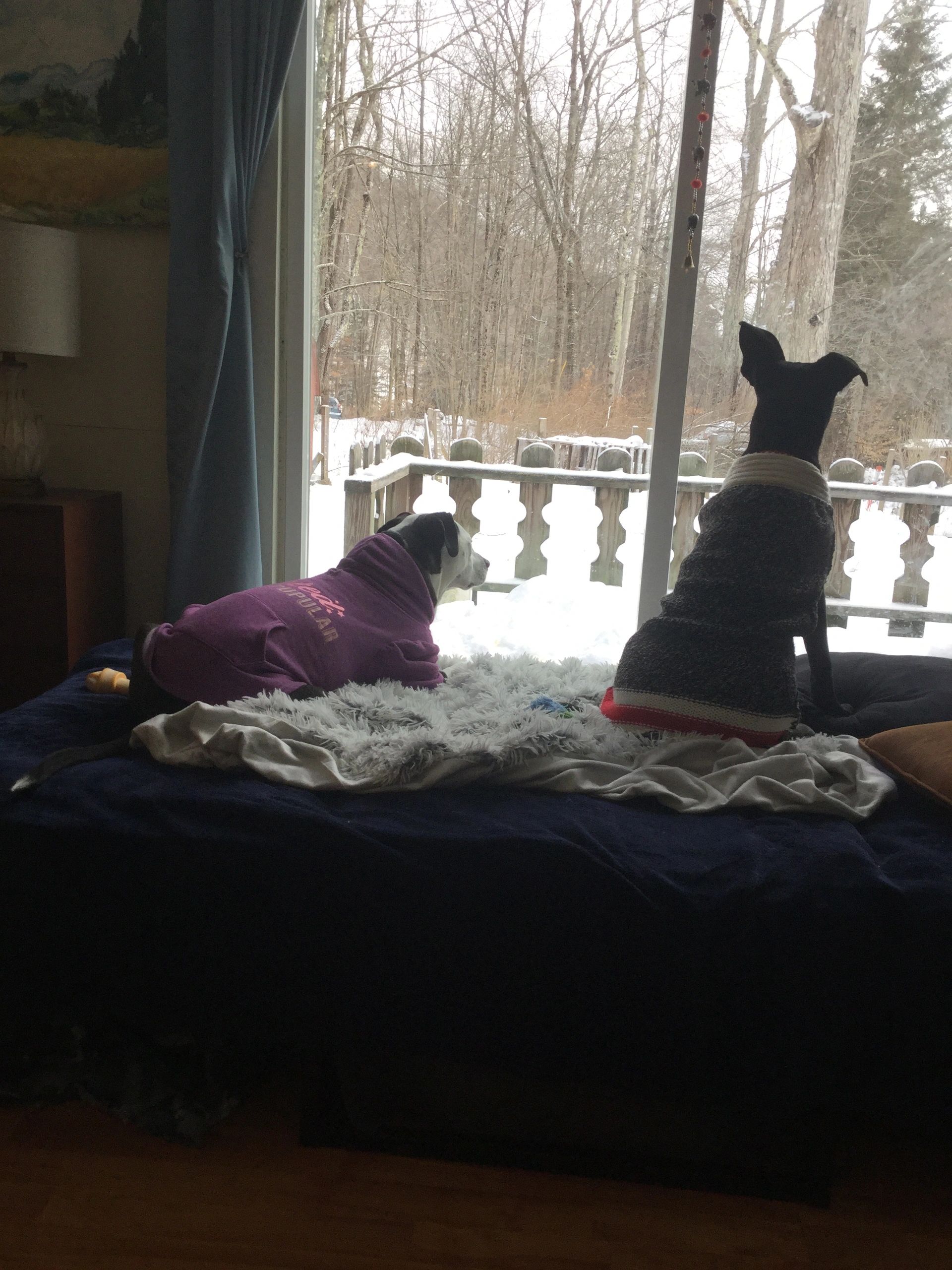 Dog Daycare, Dog Boarding Catskill Dogs Shandaken, New York