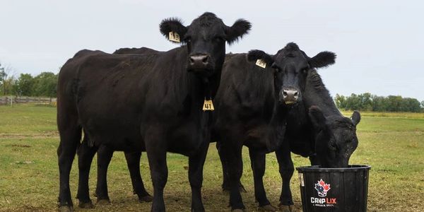 Three black cows standing in a field, one drinking from a CANE LIX bucket.