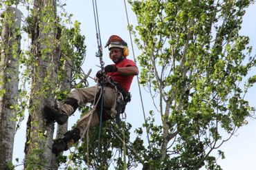 Poplar tree removal