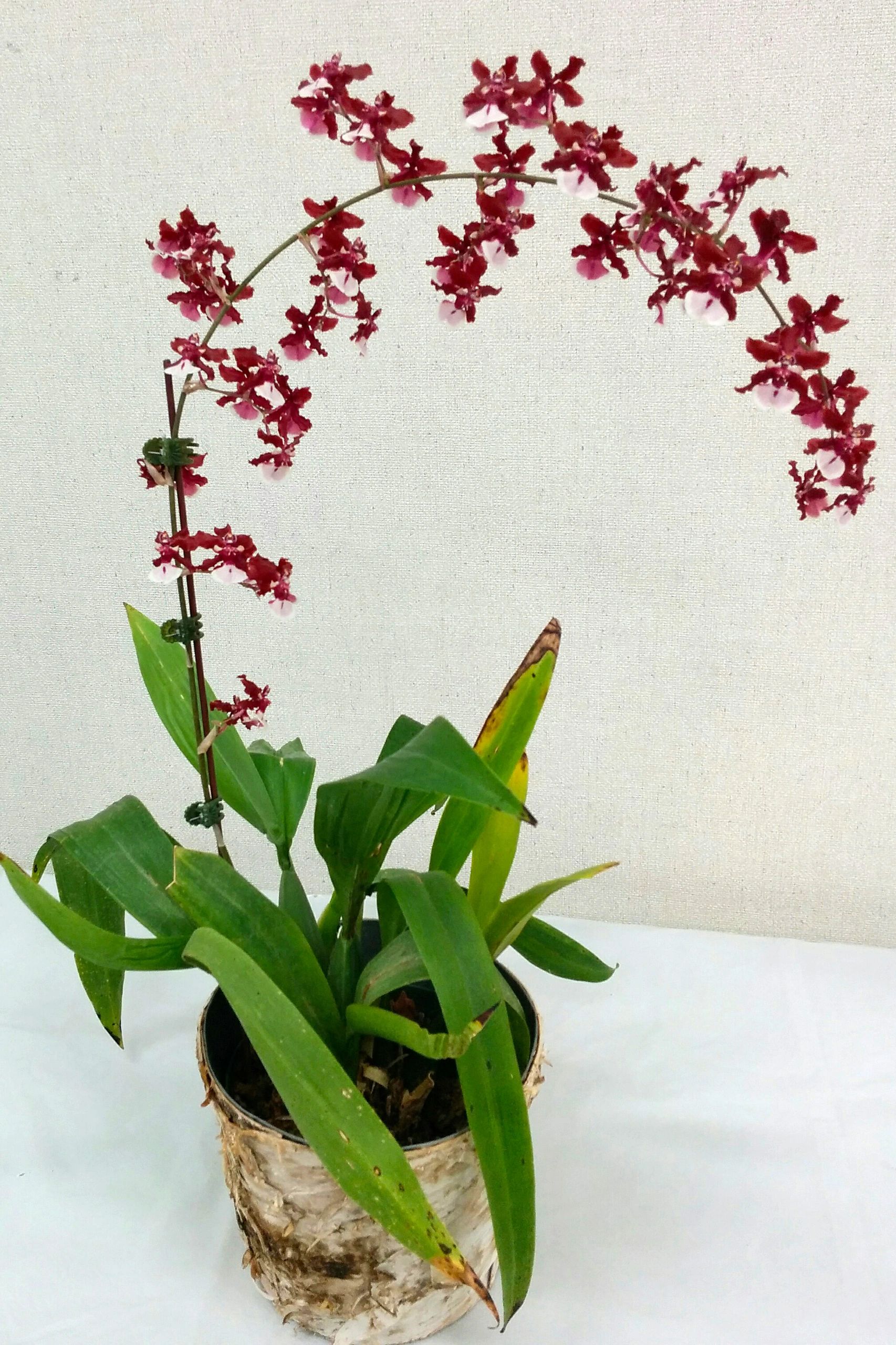 Brighton Garden Club