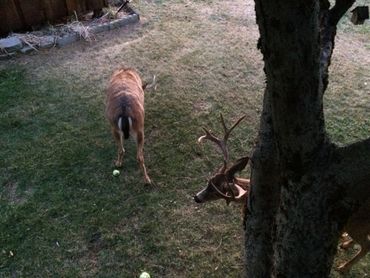 bucks at appletree