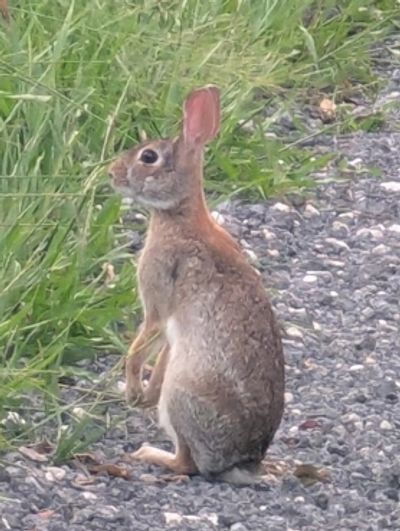 A rabbit sitting on gravel near green grass.