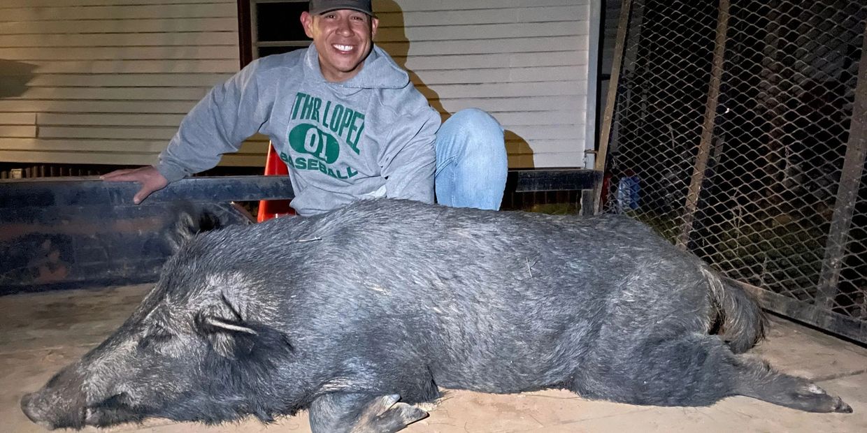 Man kneeling beside a large wild boar on a trailer at night.