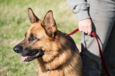German Shepherd dog on a red leash outdoors with owner.