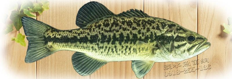 加州鱸魚苗 加州鱸魚 加州鱸 大口鱸魚 大嘴黑鱸 黑水鱸魚 過水鱸魚 跨水鱸魚 寬嘴鱸魚 大嘴鱸魚 寬尖嘴鱸魚 加州鱸魚花 加州鱸苗 鱸魚苗 黑水鱸魚苗 大嘴鱸魚苗 台灣加州鱸魚苗場 加州鱸魚苗繁殖