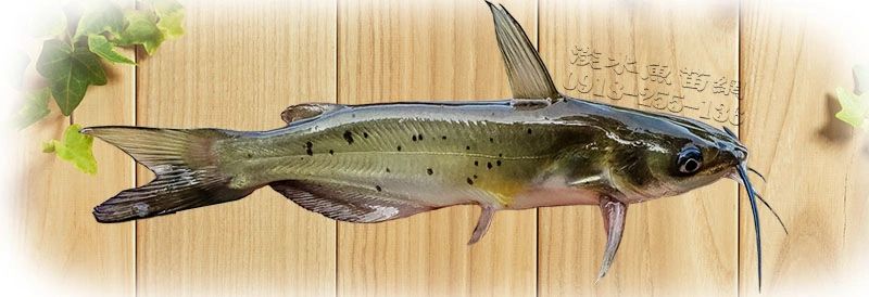 國宴魚 叉尾魚 叉尾鮰  溝鯰 河鯰 美洲鯰 斑點鮰 斑點叉魚 叉尾鮰魚苗 國宴魚苗 叉巴沙魚苗 巴利魚苗 多利魚苗 魴魚 魴魚苗 鮰魚 鮰鯰 墨西哥鯰魚 六鬚鯰 六鬚鮰  墨西哥鯰魚苗 美洲叉尾鮰鯰