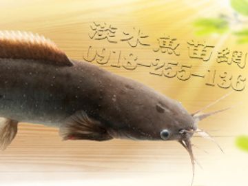 土虱 土虱魚苗  塘虱魚苗 塘虱 塘虱繁殖場 土虱繁殖場 土虱活魚配送 土虱活魚宅配 塘虱全台活體配送 塘虱繁殖研究所 土虱繁殖孵化研究網 土虱實驗室 土虱魚花 鬍子鮎 黏魚 角魚 劃魚 土蝨 塘滑魚