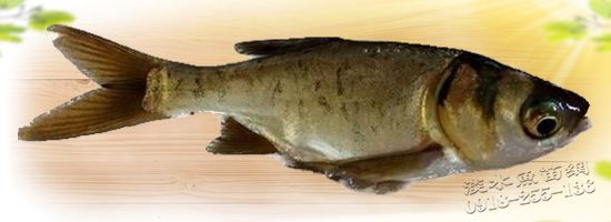 大頭鰱 鱅魚 食用功能性兼具魚種 鰱魚苗 大頭鰱魚苗 胖頭鰱 花鰱魚 魚苗