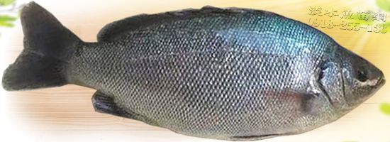 寶石鱸魚 鱸魚苗 澳洲寶石鱸魚 澳洲進口藍寶石魚 澳洲引進寶石魚 澳大利亞藍寶鱸魚苗 澳洲藍寶鱸魚苗 寶石鱸魚苗 寶石鱸魚苗研究繁殖所 台灣寶石鱸魚苗網 台灣寶石鱸魚苗批發 台灣藍寶石鱸魚苗買賣交易網