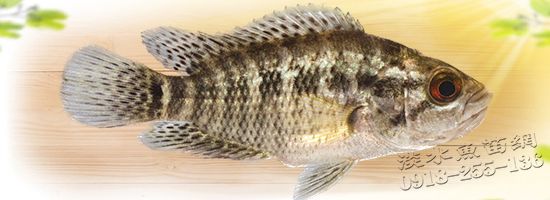 珍珠石斑苗 珍珠石斑 珍珠斑魚苗 珍珠呆斑魚 淡水珍珠石斑魚苗 淡化珍珠石斑苗 海水淡化珍珠石斑苗 淡水珍珠斑魚 巨型珍珠石斑苗 改良珍珠石斑苗 單性珍珠石斑 珍珠糾斑苗 珍珠呆仔魚 珍珠石斑苗繁殖場