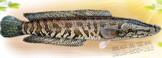 斑鱧 黑魚 烏魚 烏棒 蛇頭魚 文魚 才魚 生魚 墨魚 孝魚苗 斑鱧魚苗 斑鱧苗 蛇頭魚苗