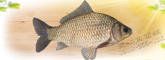 Cartilage Crucians 軟骨鯽魚 軟骨鮘仔 魚軟骨呆仔 呆呆 珍珠呆 軟骨珍珠 珍珠鯽 珍珠魚 軟骨珍珠呆 軟骨鯽魚繁殖場 珍珠鯽魚出售 軟骨鯽魚苗 軟骨鯽魚繁殖場 軟骨鯽魚出售 珍珠鯽