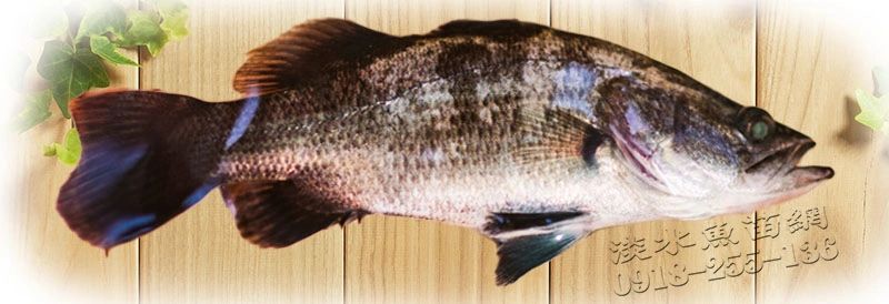 加州鱸魚 鱸魚苗 加州鱸魚苗 金目鱸魚 金目鱸魚苗 寶石鱸魚苗 寶石鱸苗 金目鱸苗 加州鱸魚花 鱸魚花 加州鱸魚仔 鱸魚仔 寶石鱸魚仔 寶石鱸仔 寶石鱸魚花 金目鱸魚仔 金目鱸仔 金目鱸苗仔 跨水鱸魚