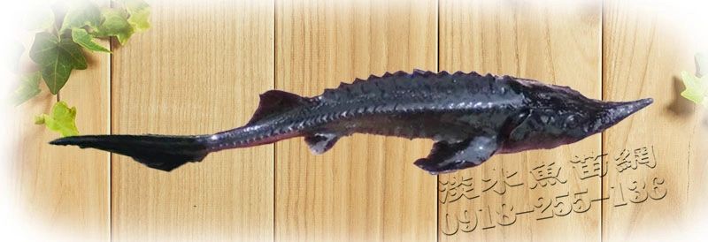 鱘龍魚 中華鱘 鱘魚 鰉鱘 黃鱘 潭龍 鰉魚 苦臘子 鱣 鱘鯊 鱘龍魚繁殖 鱘龍魚養殖場  鱘龍魚批發 鱘龍魚魚苗批發 鱘龍魚量販店 鱘龍魚蛋 鱘龍魚人工繁殖場 鱘龍魚卵 俄羅斯魚子醬鱘魚 俄羅斯鱘苗