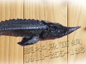 鱘龍魚 中華鱘 鱘魚 鰉鱘 黃鱘 潭龍 鰉魚 苦臘子 鱣 鱘鯊 鱘龍魚繁殖 鱘龍魚養殖場  鱘龍魚批發 鱘龍魚魚苗批發 鱘龍魚量販店 鱘龍魚蛋 鱘龍魚人工繁殖場 鱘龍魚卵 俄羅斯魚子醬鱘魚 俄羅斯鱘苗