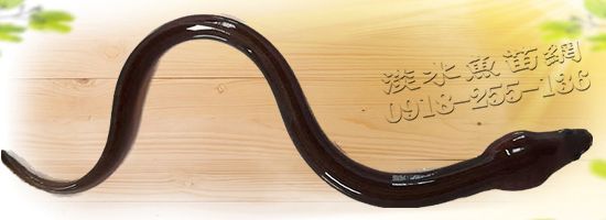 鱸鰻 花鰻 花鰻鱺 雪鰻魚 蘆鰻 溪鰻 大理石鰻 大鰻 烏耳鰻 鱔魚 花錦鱔 鱸鰻苗 花鰻苗 黃鰻 黑鰻 黑條 花鰻 大花鰻 大斑鰻 水中人參 花錦鱔 鱔王 鱸鰻繁殖場 鱸鰻出售 鱸鰻苗