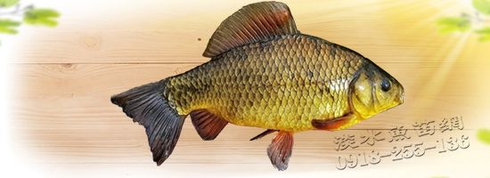 Gold Carassius 黃金鯽魚 金呆仔 黃呆仔 黃金呆魚 金鯽魚 金鯽魚繁殖場 金鯽魚魚出售 金鯽魚魚苗 黃金鯽魚繁殖場 金鯽魚出售 金鯽苗 黃金鯽苗 金鯽魚苗批發 雜交金鯽魚苗 優質雜交繁殖