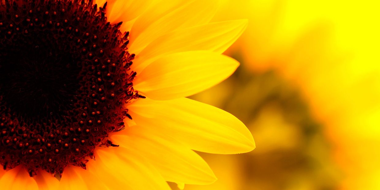 Sunflower up close