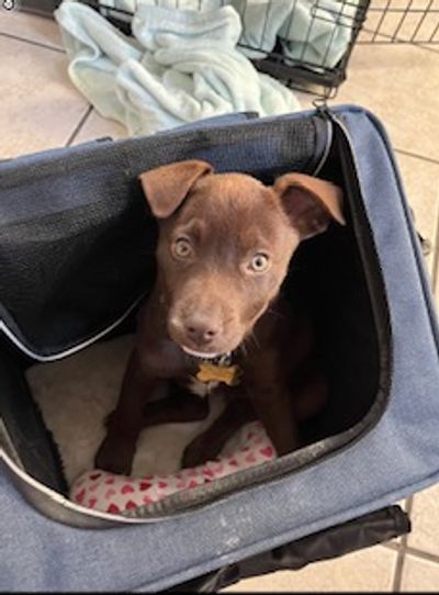Puppy training puppy socialization classes in Auburn Rocklin Roseville Grass Valley Nevada City