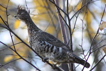 Grouse can be found feeding in the trees or on the ground basking in the sunshine