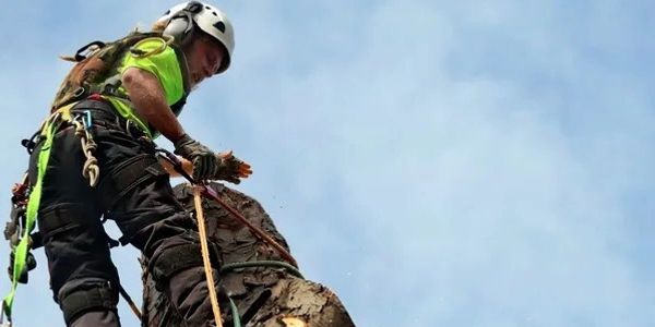 Tree removal in Alvin TX