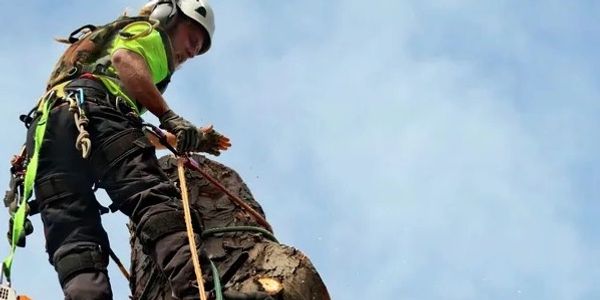 Houston, TX Tree Removal 