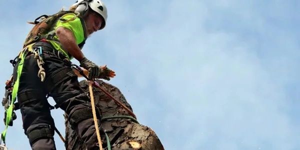 Tree removal in Katy TX